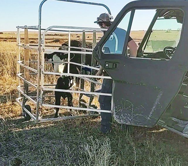 Man exiting black UTV into cage area with calf while momma cow watches outside of cage.