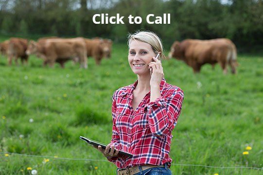 Girl on Phone ordering Fast Catch Calf Catcher