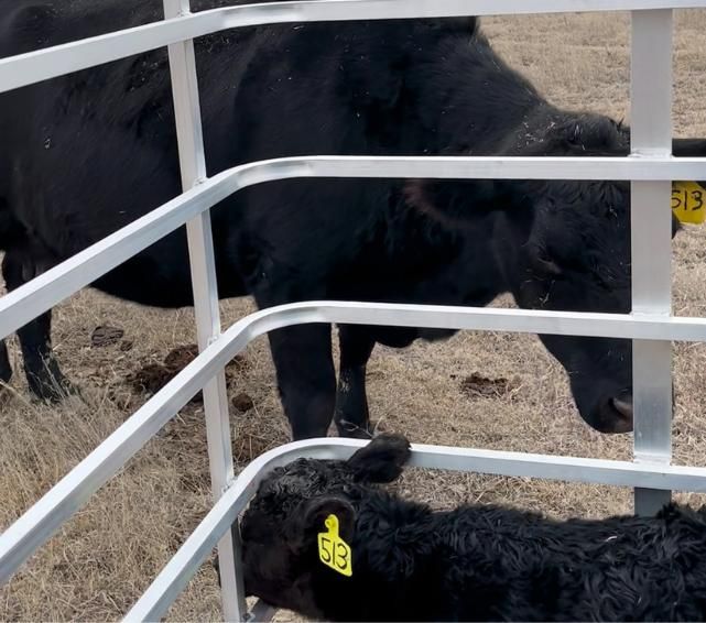 Fast Catch Calf Catcher Catching a calf