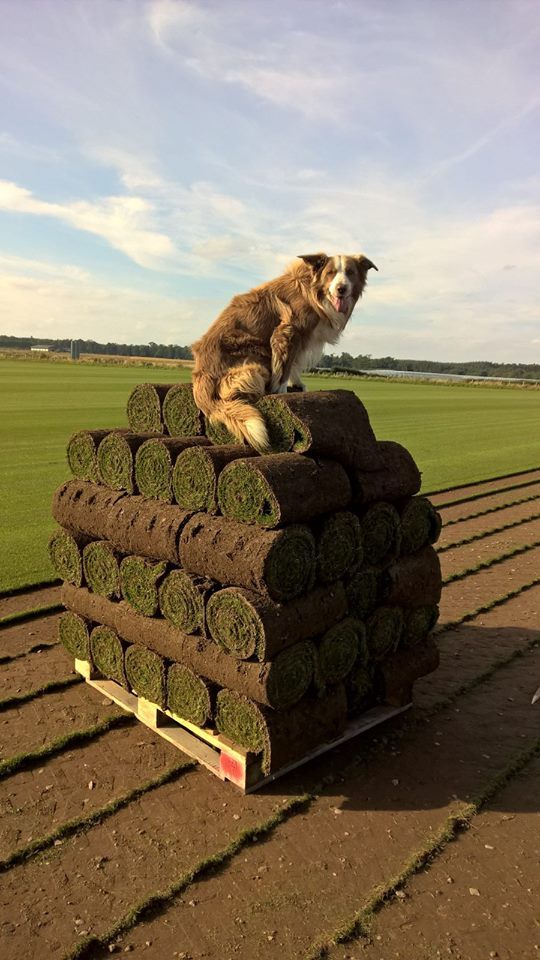 turf management work example 9