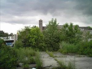 Trees in Abandoned Lot — Jackson Township, NJ — Brilliant Environmental Services