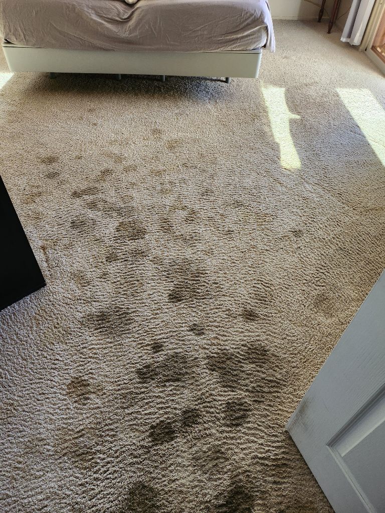 Dirty carpet filled with pet stains