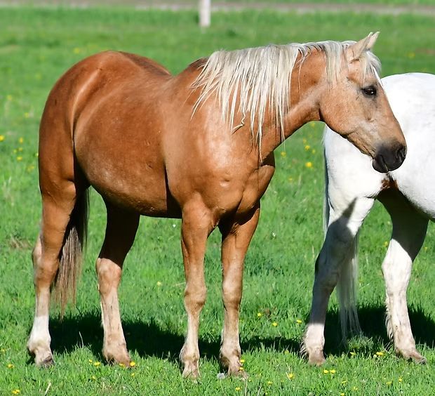 A tan horse with a light mane stands beside a white horse in a grassy field.