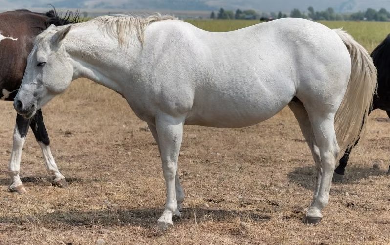White horse standing in a dry field with another horse partly visible behind it