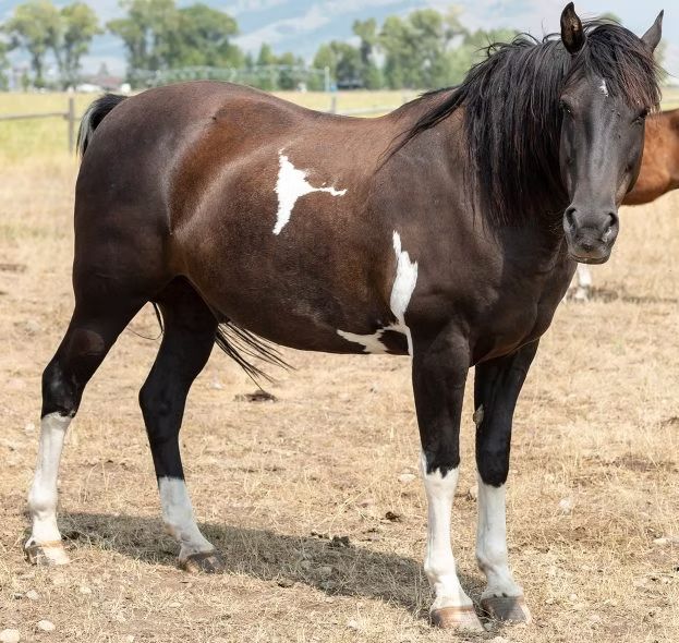 Brown horse with white markings standing in a dry pasture