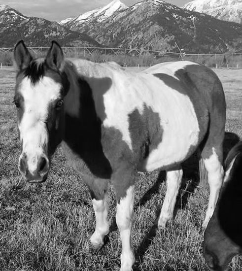 Black-and-white horse standing in a grassy field with mountains in the background