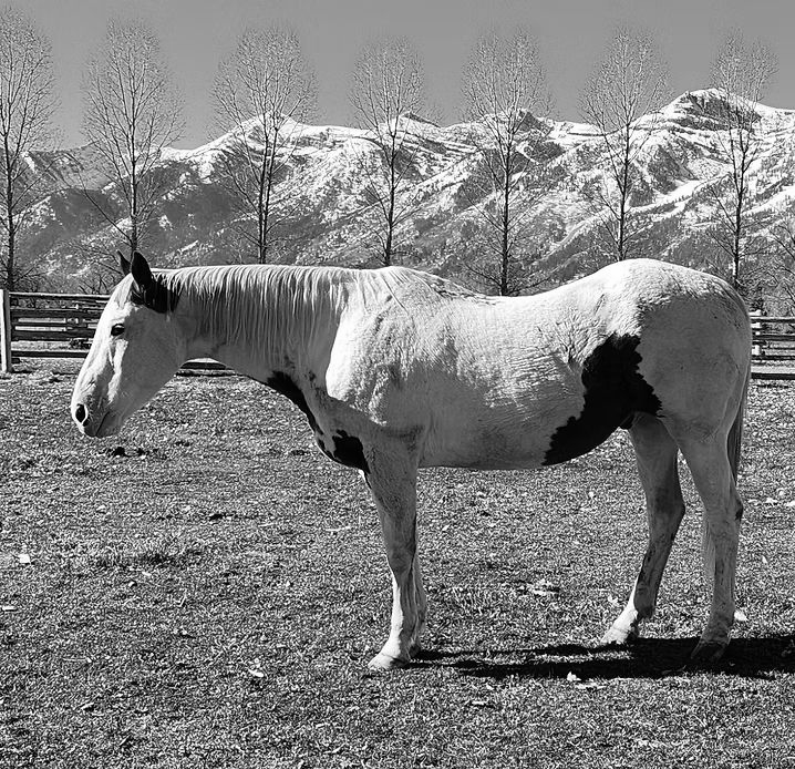 Black-and-white horse standing in a snowy field with mountains and trees in the background