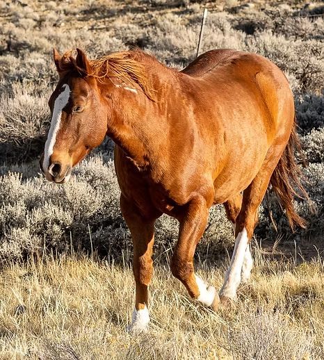 Chestnut horse standing in dry grassland, facing left.