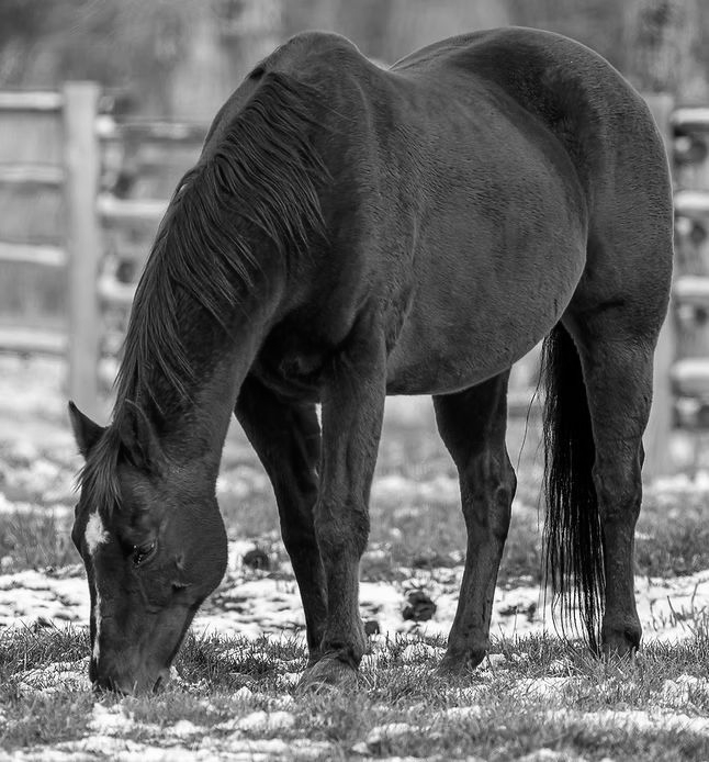 Black horse grazing in a snowy paddock with a fence in the background