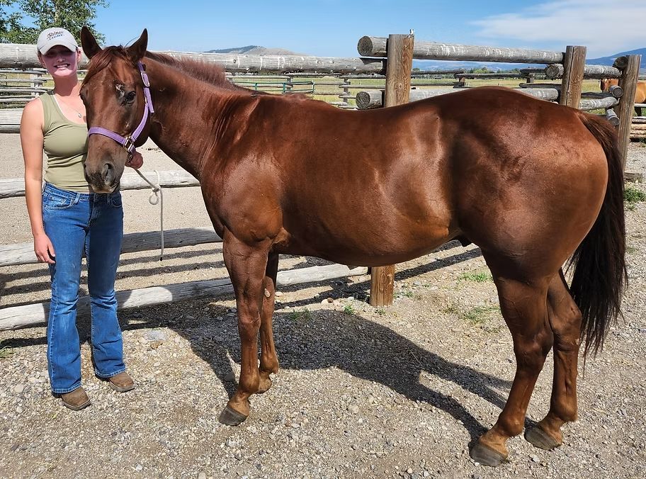 Person stands beside a chestnut horse in a fenced outdoor arena under a bright sky.