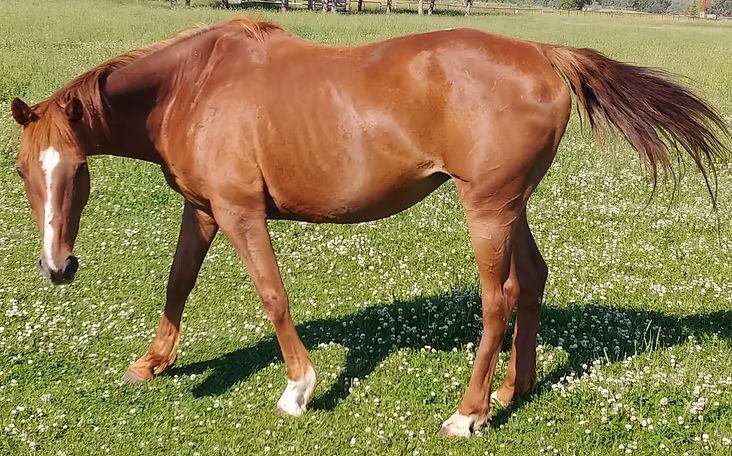 Brown horse grazing in a grassy field, with a white blaze and white socks