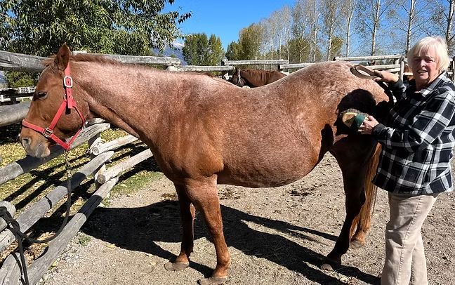 Woman brushing a brown horse beside a wooden fence on a sunny day
