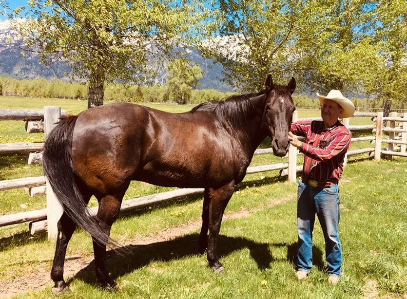 Person standing beside a brown horse in a sunny fenced pasture with mountains in the background