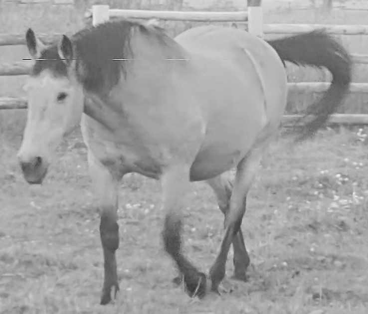 A light-colored horse walking in a grassy field, shown in black and white.