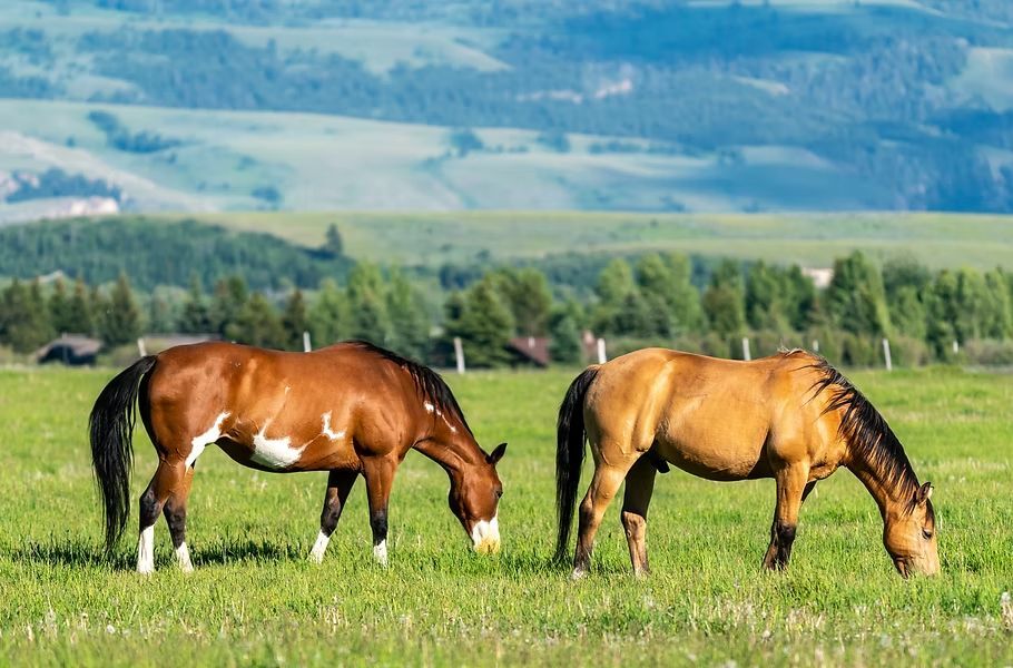 Two horses grazing in a green field with mountains in the background