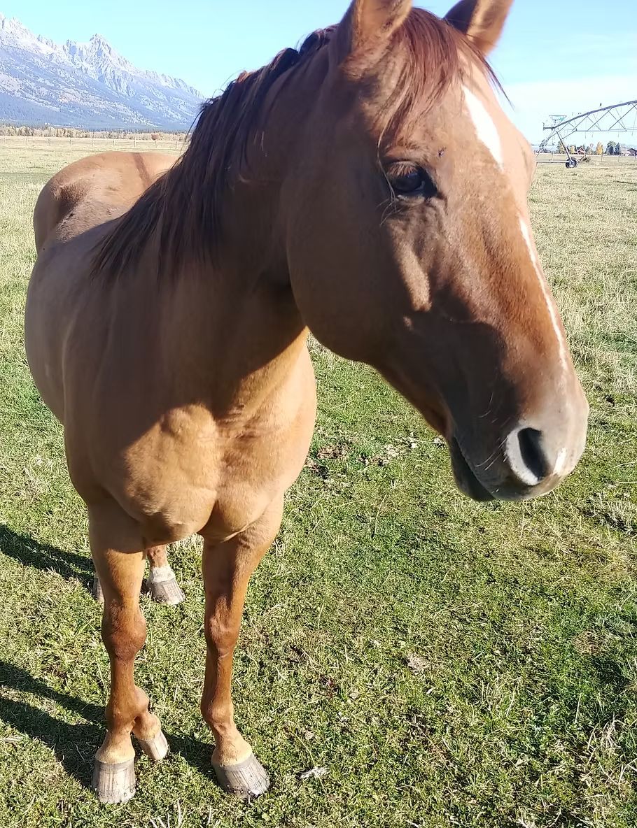 Brown horse standing on grass in a sunny field with mountains in the background