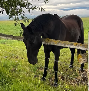 Black horse standing in a grassy field beside a wooden fence under cloudy skies