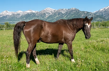 Brown horse standing in a green field with snowy mountains in the background