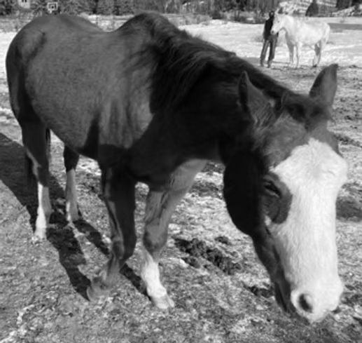 Black-and-white horse standing in a grassy field, with another horse in the background