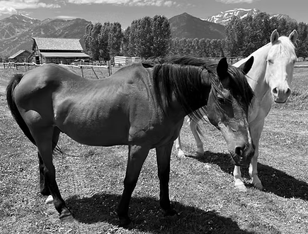 Two horses grazing in a grassy field with mountains and a barn in the background.