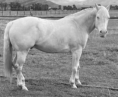 White horse standing in a grassy field near a fence