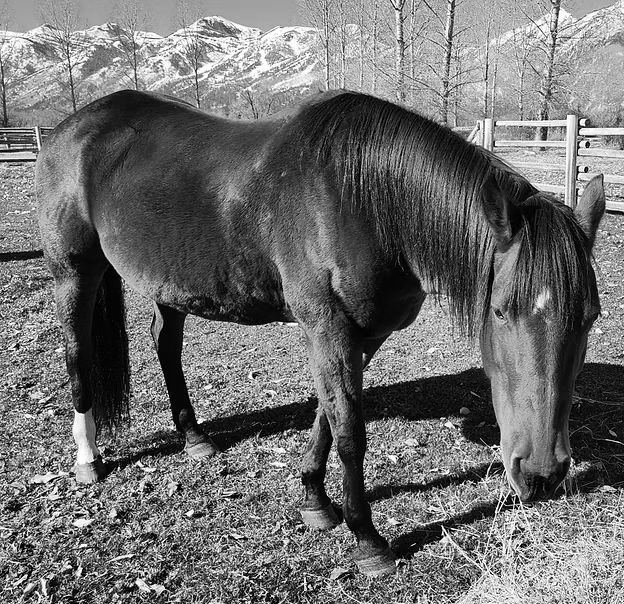 Black horse grazing in a fenced field with snowy mountains in the background