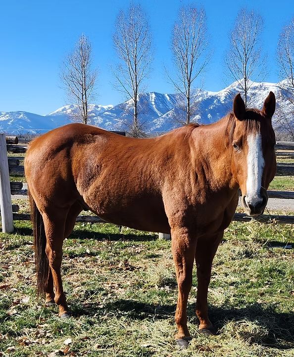 Brown horse standing in a fenced pasture with snow-capped mountains and blue sky in the background