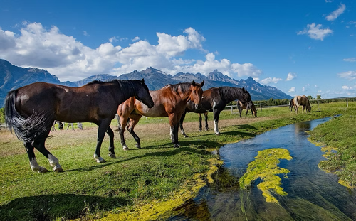 Horses grazing beside a clear stream in a green mountain meadow under a blue sky