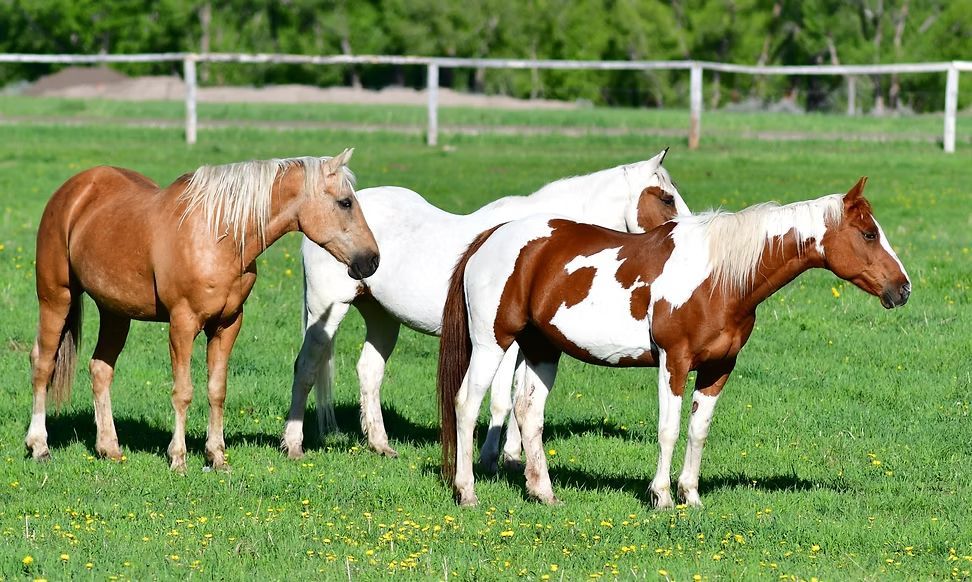 Three horses standing in a grassy field, including a brown horse and two white-and-brown horses