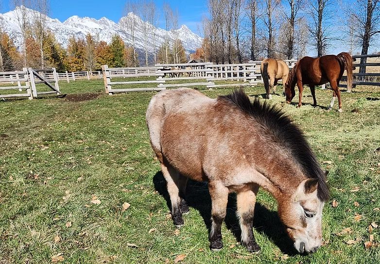 Two ponies grazing in a fenced pasture with mountains in the background.