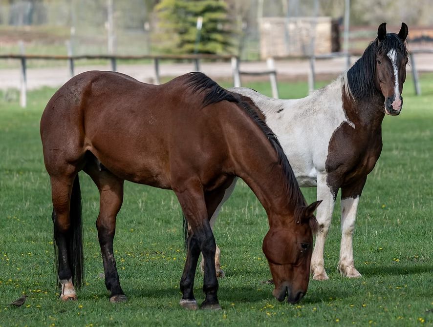 Two horses grazing in a grassy field, one brown and one white-and-brown.