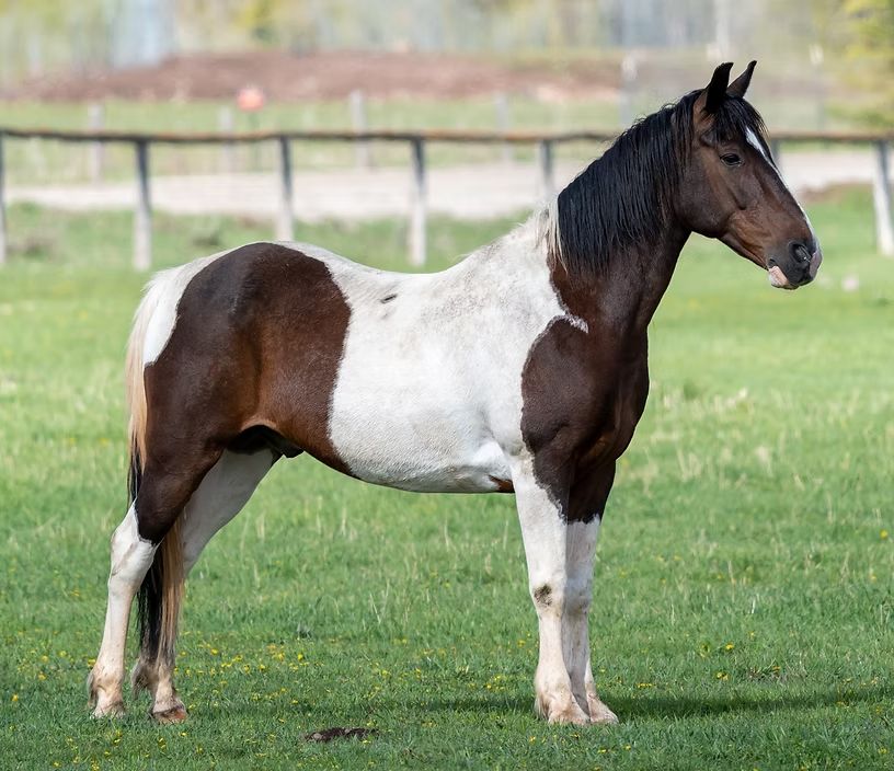 Brown-and-white horse standing on grass in a fenced field