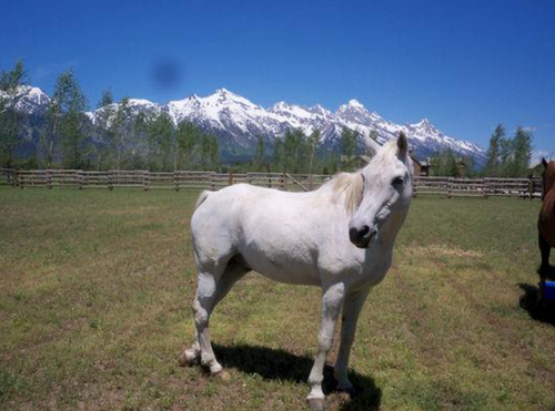 White horse standing in a grassy field with snowy mountains and blue sky in the background