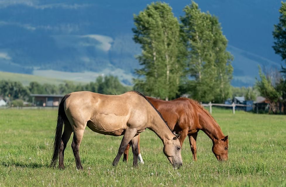Two horses grazing in a grassy field with trees and mountains under a blue sky