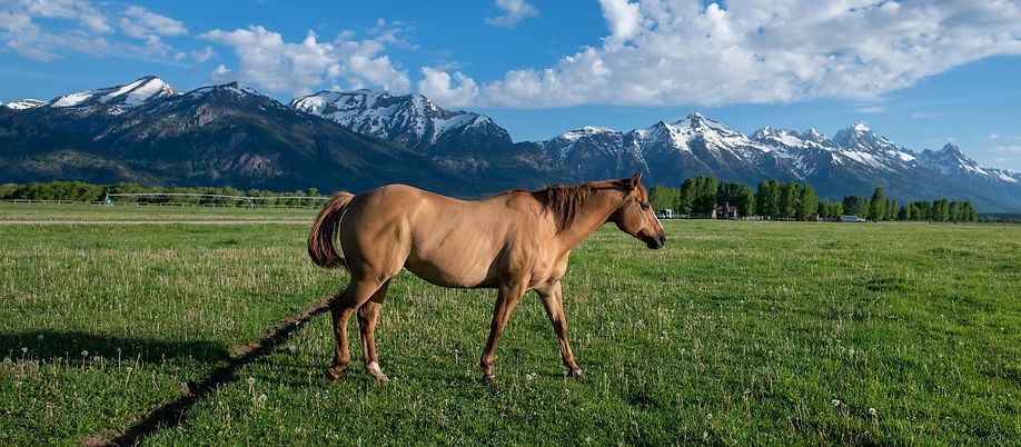 Brown horse walking in a green field with snow-capped mountains in the background
