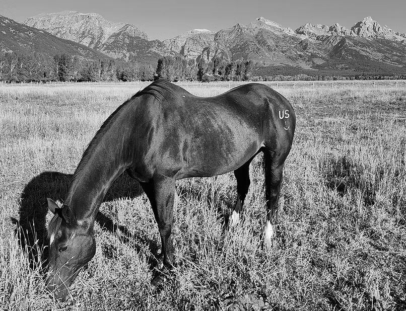 Black horse grazing in a grassy field with mountains in the background.