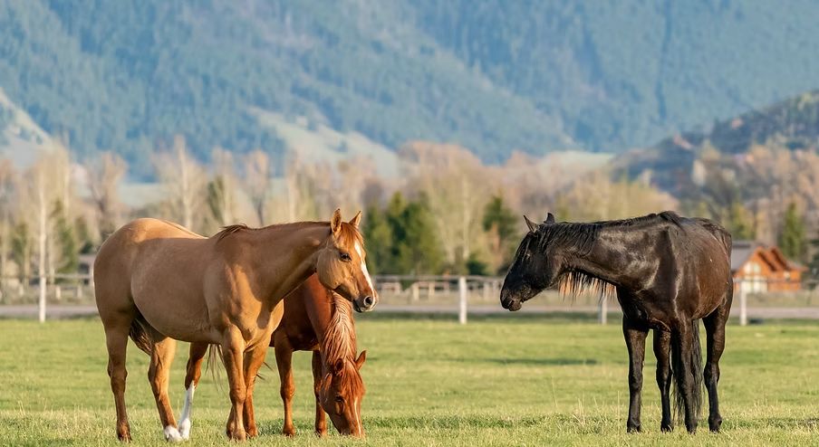 Three horses grazing in a green field with mountains in the background