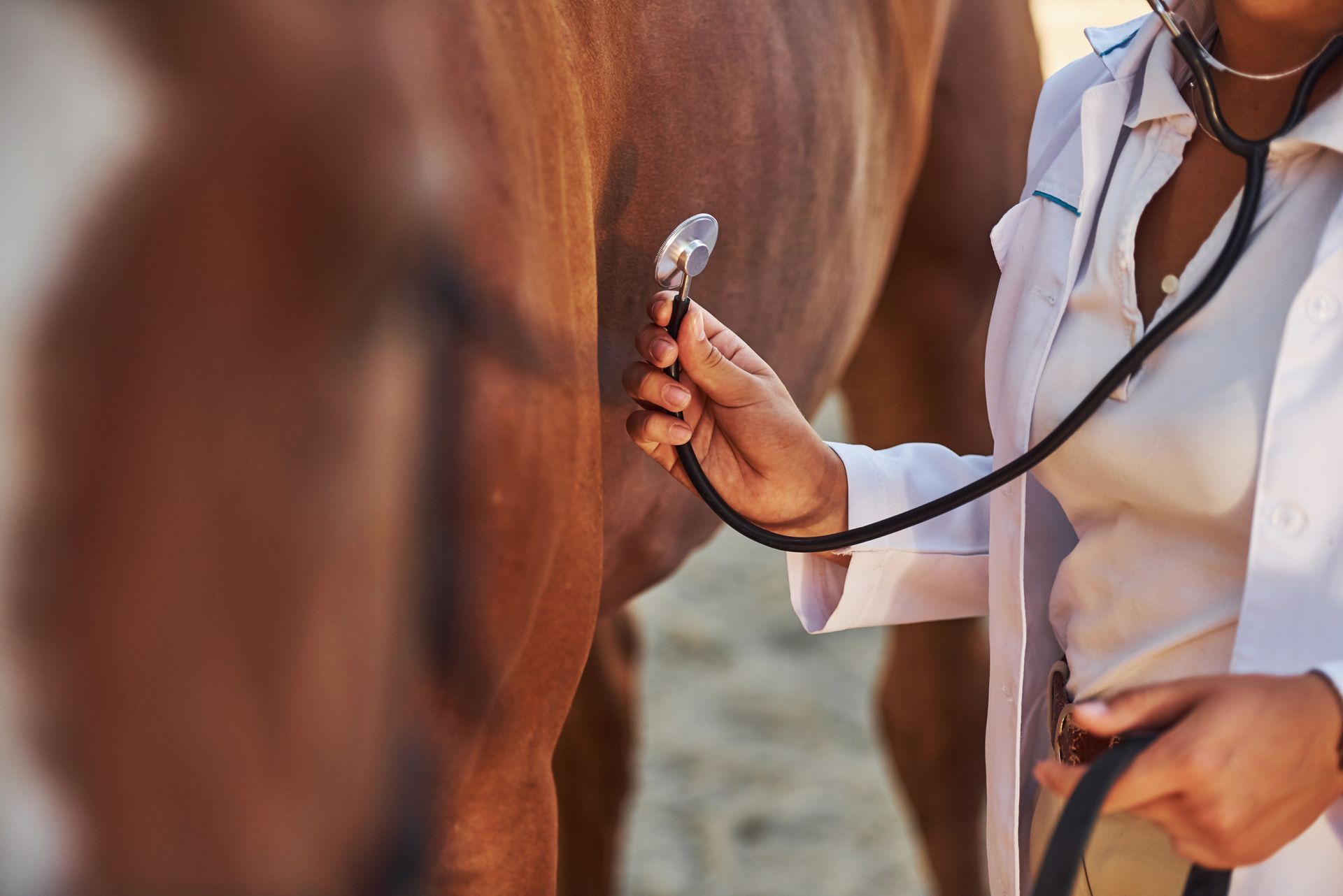 Veterinarian using a stethoscope to examine a brown horse outdoors