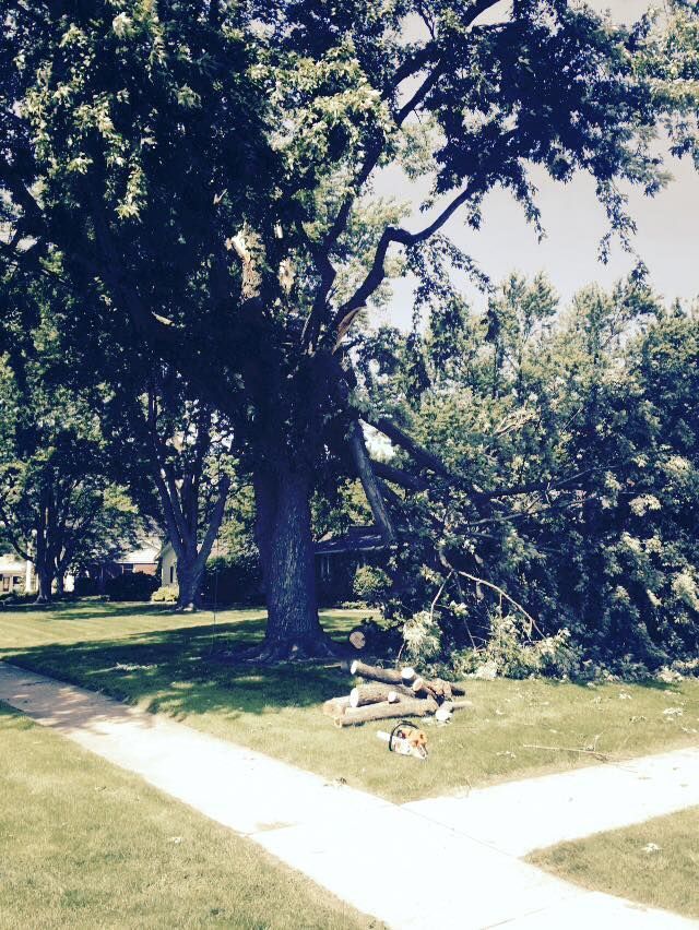 Triiming the Tree Near the Sidewalk — Findlay, OH — Pine Ridge Tree Service