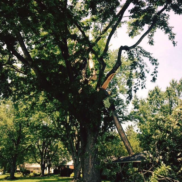 Huge Tree — Findlay, OH — Pine Ridge Tree Service
