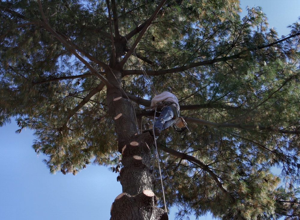 Tree Services | Findlay, OH | Pine Ridge Tree Service