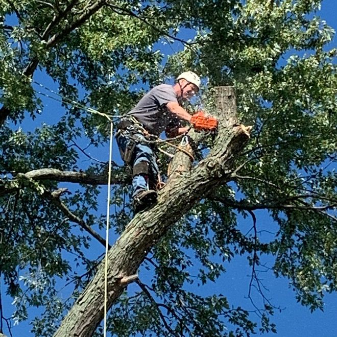 Sawing the Tree — Findlay, OH — Pine Ridge Tree Service