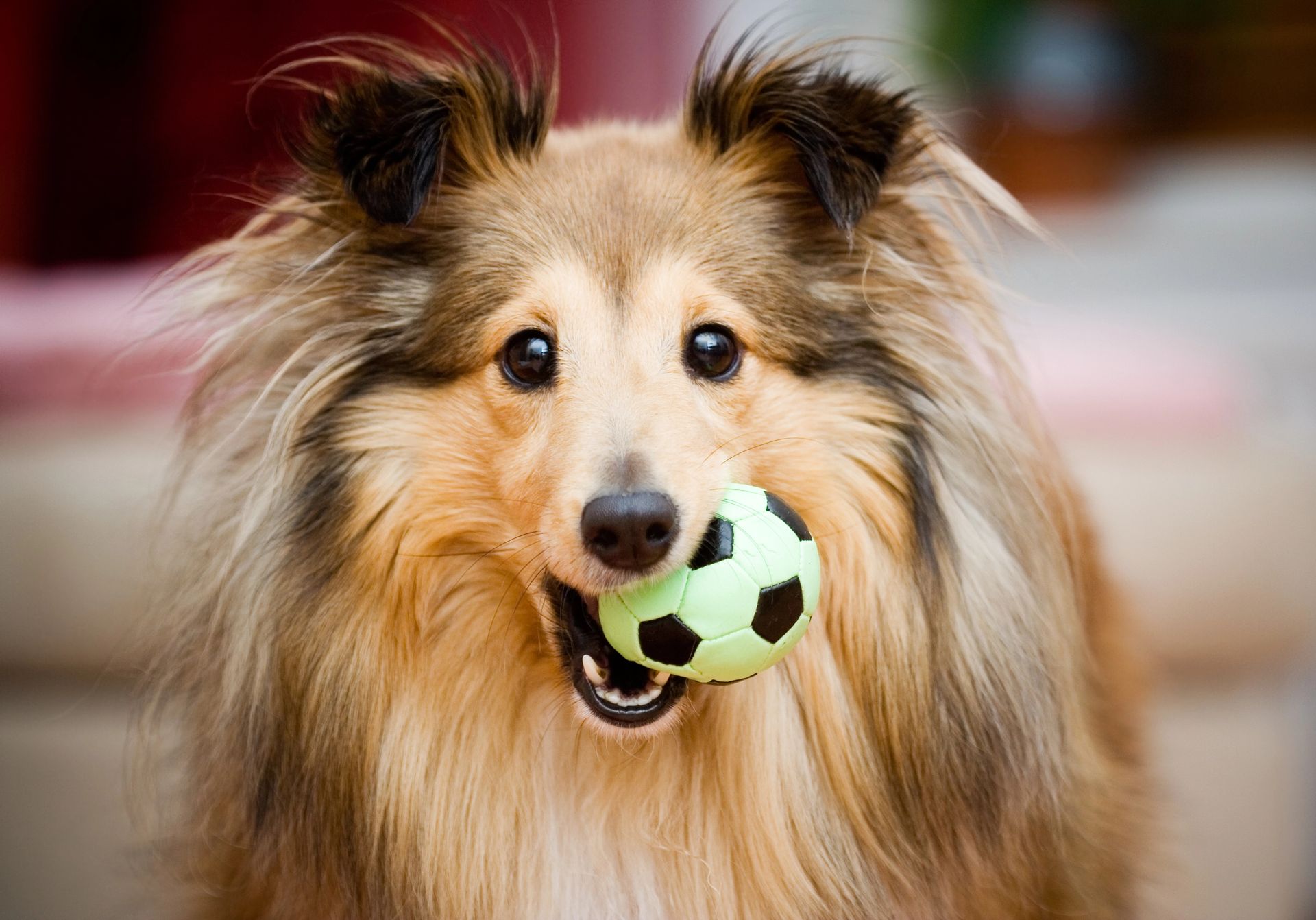 Perro Sheltie de pelaje marrón claro y blanco, sosteniendo una pequeña pelota verde y negra en su boca.