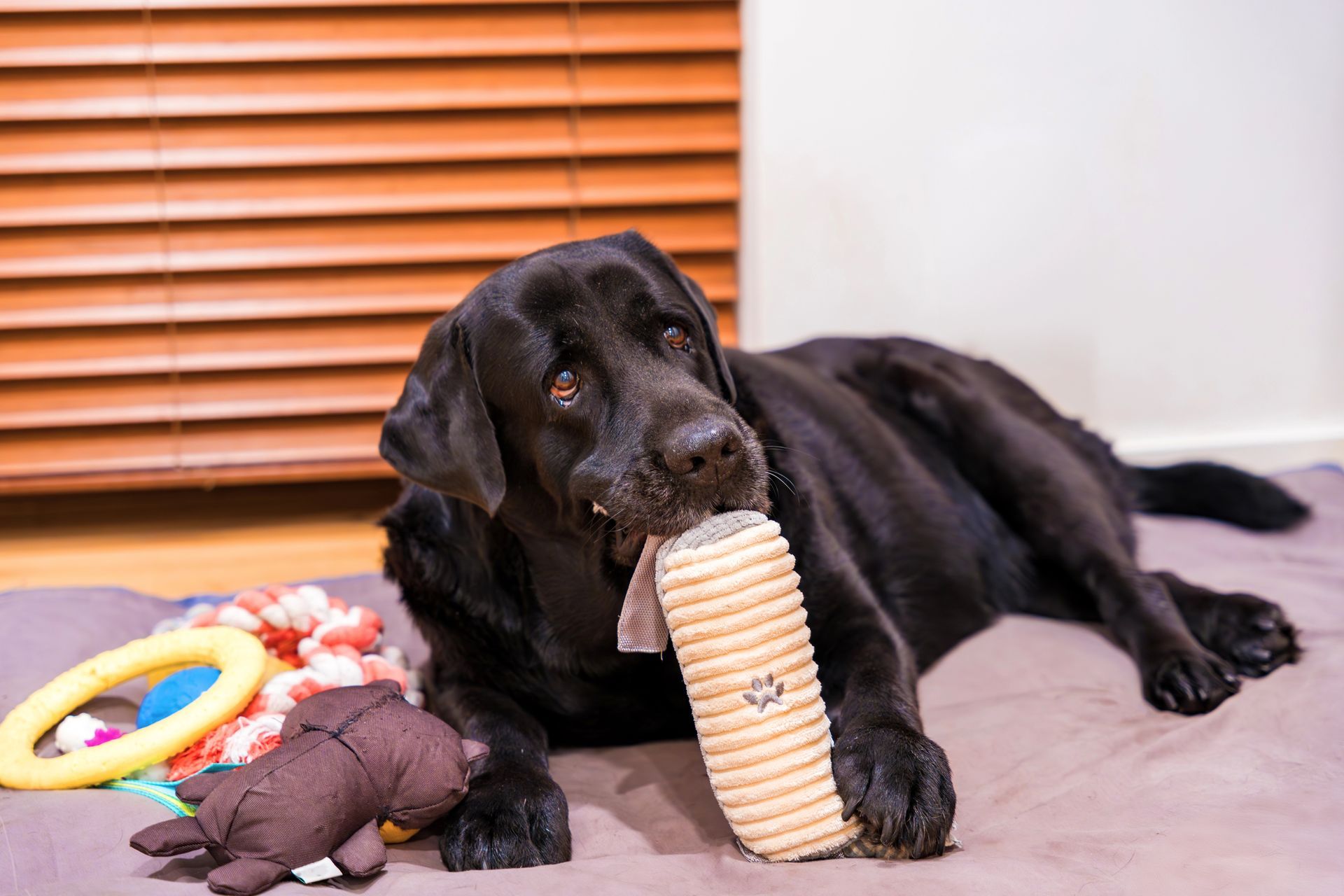 Un perro labrador negro mastica un juguete cilíndrico de color canela, rodeado