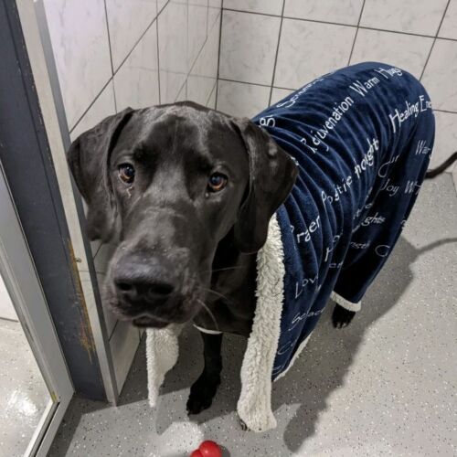 a black dog wearing a blue blanket is standing next to a door .