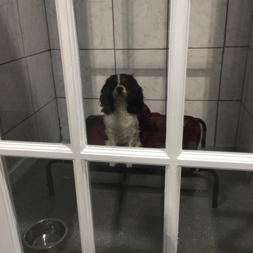 a brown and white dog is sitting in a cage behind a glass door .