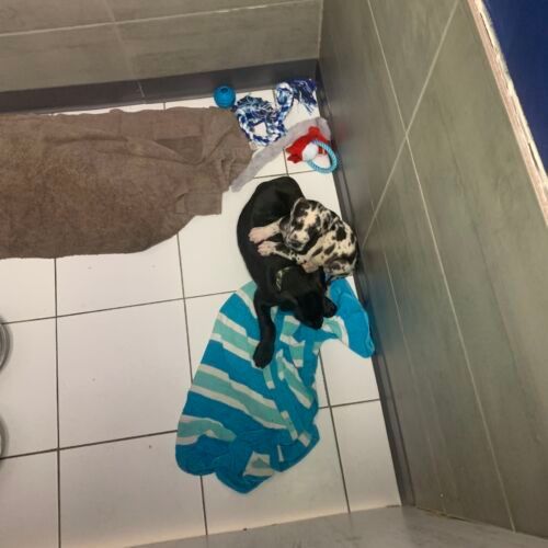 a dog is laying on a blue and white striped towel