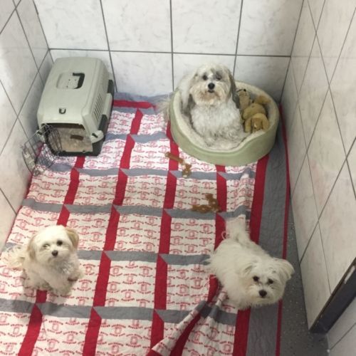 three small white dogs are sitting on a blanket in a room