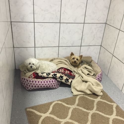 two dogs are laying in a dog bed in a room .