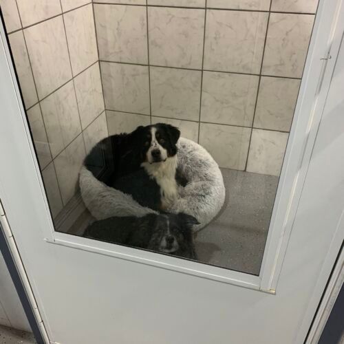 a black and white dog is sitting in a dog bed in a room .